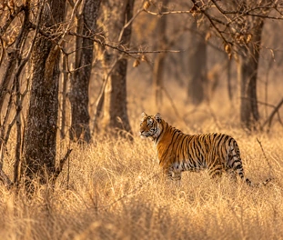 Jeep Safari Ranthambore