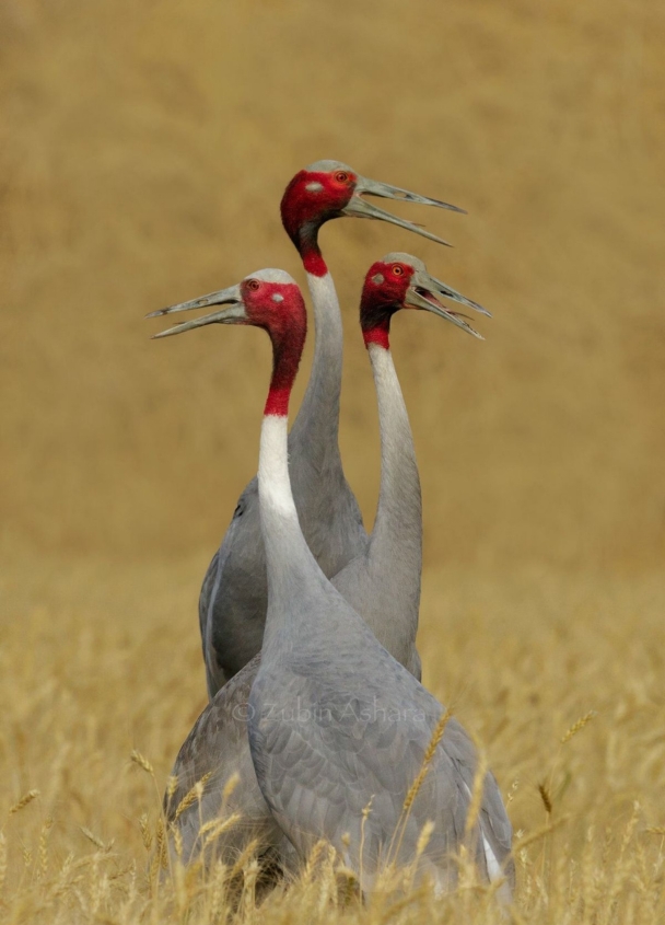 Winter bird watching at Keoladeo National Park Rajasthan