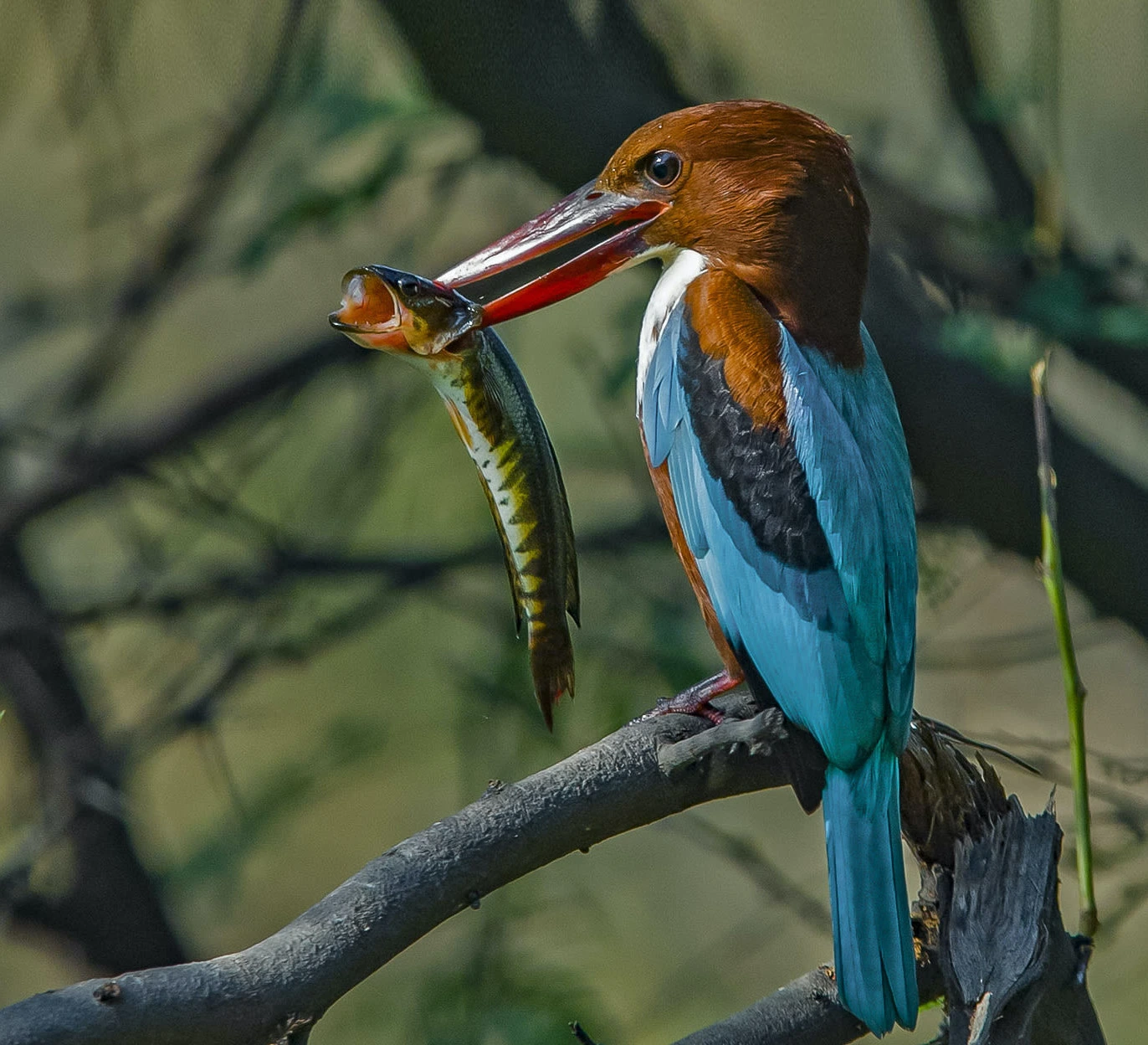Bird Watching Tours