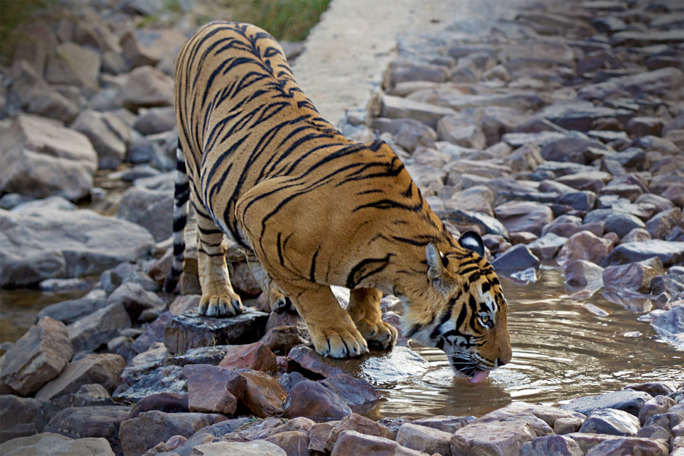 Ranthambore